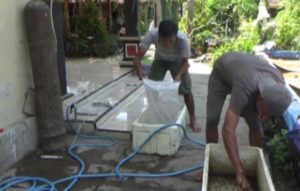 Berkat Ikan Gabus Bikin Pria di Lumajang Jadi Jutawan