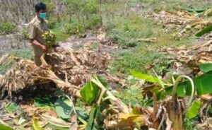Salam Dari Binjai Tapi Puluhan Pohon Pisang Dirusak di Lamongan