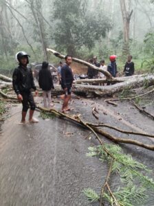 Pohon di Wisata Jolotundo Tumbang Timpa Warkop, 2 Tewas dan 7 Luka