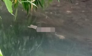 Mayat Bayi Baru Lahir Ditemukan Warga Sukun Mengambang di Sungai