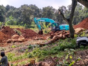 CV Surya Perkasa Beton Kembali Buka Lahan Galian-C di Kebun Mangga Desa Jatidukuh