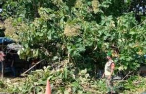 Pohon Jati Tua di Mojokerto Tumbang Menimpa Warung