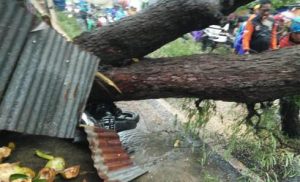 Ditinggal Berteduh, Sebuah Motor di Pamekasan Tertimpa Pohon Tumbang