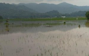 Curah Hujan Tinggi, Ratusan Hektar Lahan Pertanian di Tulungagung Terendam Banjir