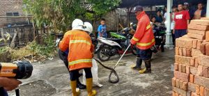 Heboh, Tumpukan Keramik Rumah Warga di Mojokerto Jadi Tempat Persembunyian Ular Mematikan