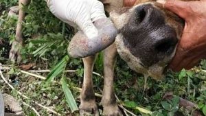 Sebanyak 320 Ekor Sapi di Mojokerto Terpapar Penyakit Mulut dan Kuku (PMK)