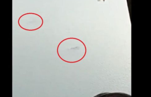 Viral Ikan Raksasa Muncul di Ranu Pakis Lumajang, Penampakan Penunggu Danau?