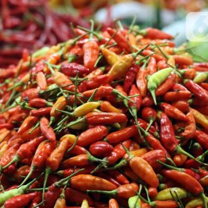 Cuaca Buruk Sebabkan Petani Cabai di Sampang Gagal Panen