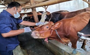 Jangan Panik! Daging Tercemar PMK Masih Bisa Dikonsumsi, Ini Cara Aman Mengolahnya