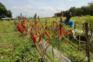 Cuaca Buruk, Petani Cabai di Blitar Terancam Bangkrut Gara-gara Gagal Panen