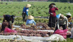 Harga Bawang Merah di Blitar Terjun Bebas Saat Tiba Masa Panen