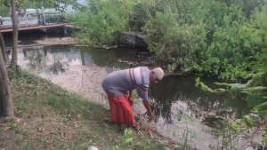 Kerap Muncul di Sungai, Dua Buaya Bikin Warga Sidoarjo Was-was