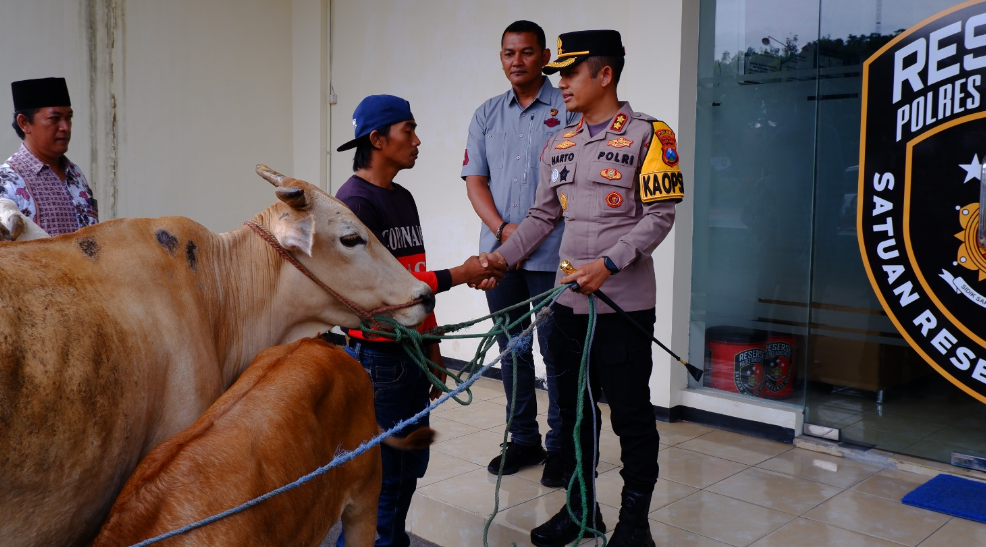 Polres Bondowoso Berhasil Temukan dan Kembalikan 3 ekor Sapi yang Hilang 