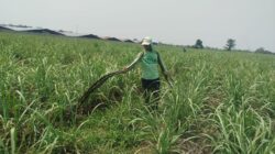 Bantah Dugaan Buang Limbah Tetes, PT Energi Agro Nusantara: Produk Kami Pupuk Hayati Berizin