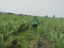 Bantah Dugaan Buang Limbah Tetes, PT Energi Agro Nusantara: Produk Kami Pupuk Hayati Berizin